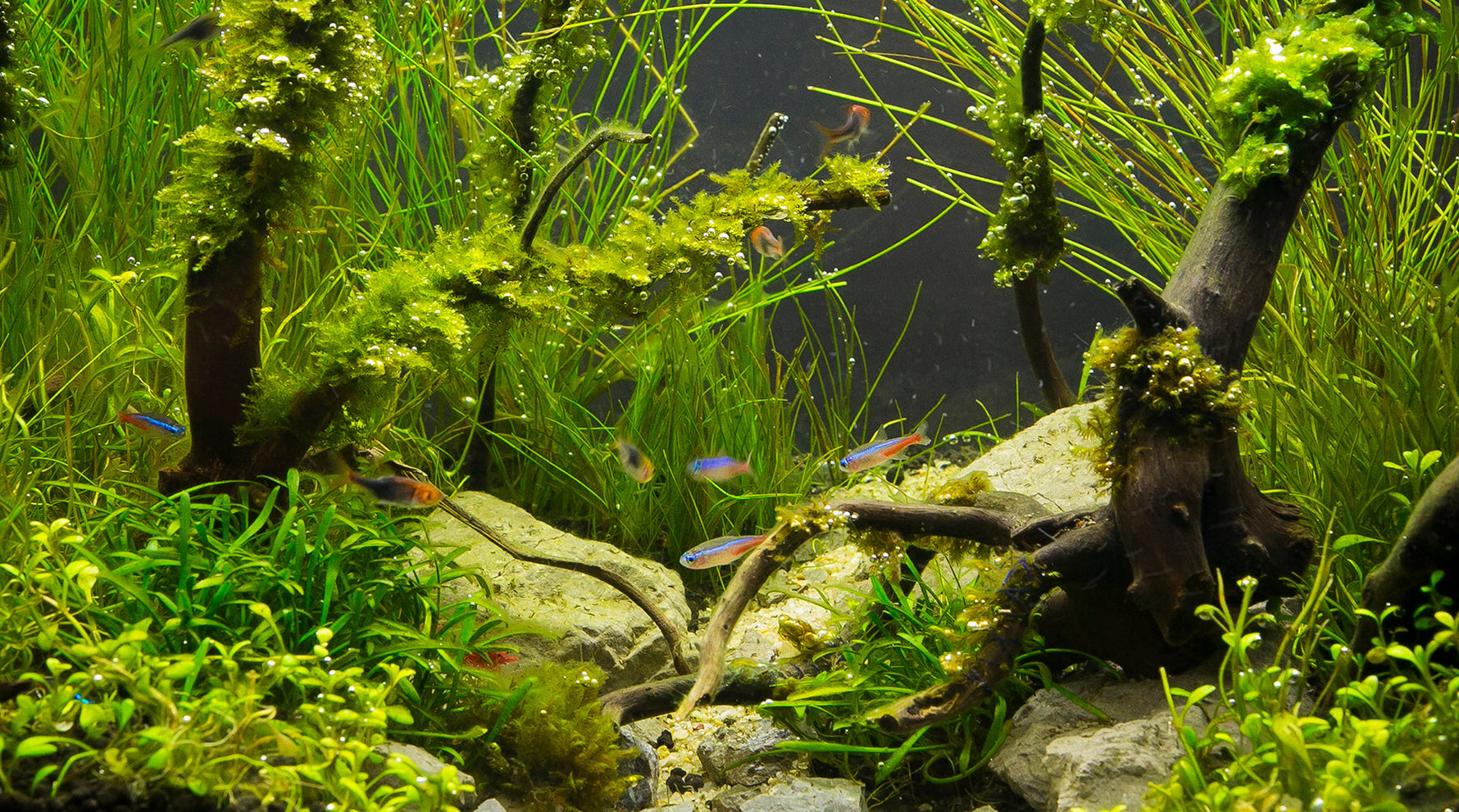 Vi anbefaler: De bedste begynderfisk til akvariet